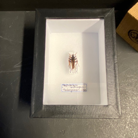 Entomological box - Scarab beetle Mastodocera anthicipes - 9x12cm