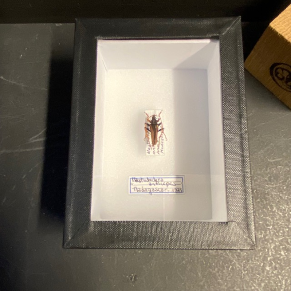 Entomological box - Scarab beetle Protaetia bifenestrata - 9x12cm