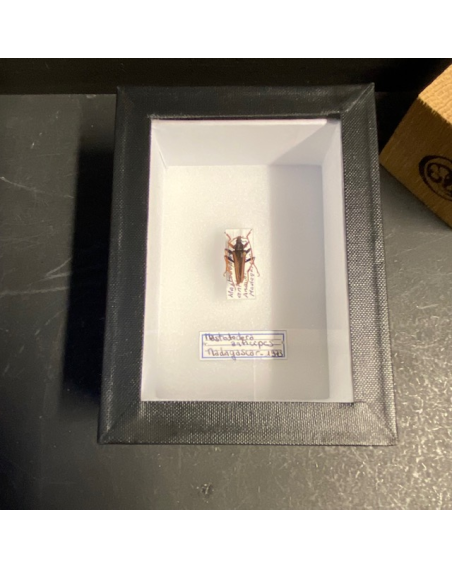 Entomological box - Scarab beetle Protaetia bifenestrata - 9x12cm
