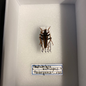 Scarabée Mastodocera anthicipes - Boite entomologique 9x12cm
