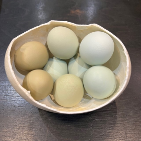Colored chicken egg - Gallus gallus