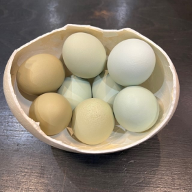 Colored chicken egg - Gallus gallus