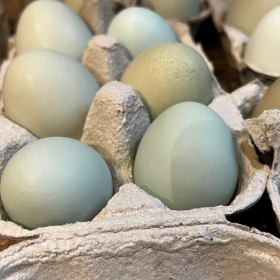 Colored chicken egg - Gallus gallus