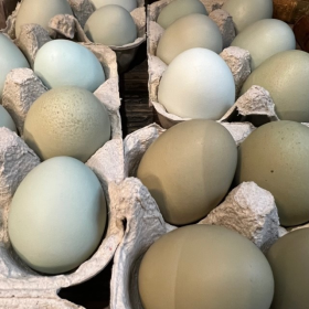 Colored chicken egg - Gallus gallus