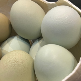 Colored chicken egg - Gallus gallus