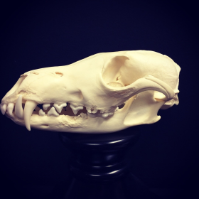 NATURALIA CURIOSITAS SAS