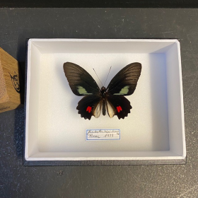 Papillon Parides anchises - Boite entomologique 12x15cm