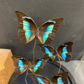 Flight of Chrysiridia ripheus - Urania Ripheus under glass