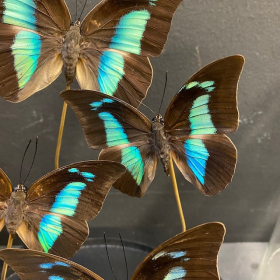 Flight of Chrysiridia ripheus - Urania Ripheus under glass