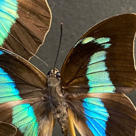 Flight of Chrysiridia ripheus - Urania Ripheus under glass