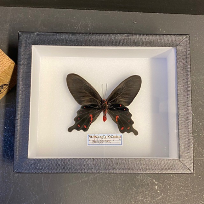 Pachliopta Kotzebuea - Boite entomologique 12x15cm