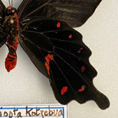 Entomological box - Butterfly: Pachliopta Kotzebuea