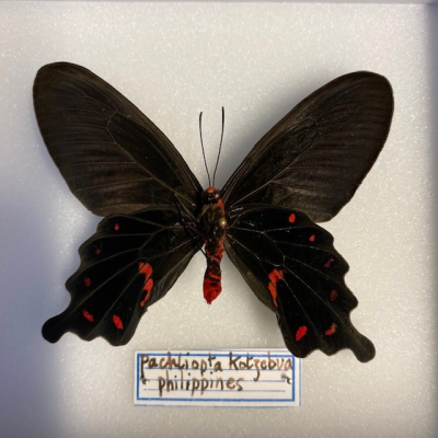 Pachliopta Kotzebuea - Boite entomologique 12x15cm