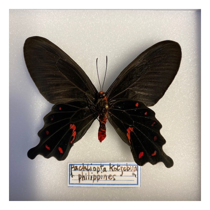 Pachliopta Kotzebuea - Boite entomologique 12x15cm