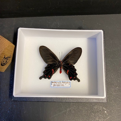 Entomological box - Butterfly: Pachliopta Kotzebuea
