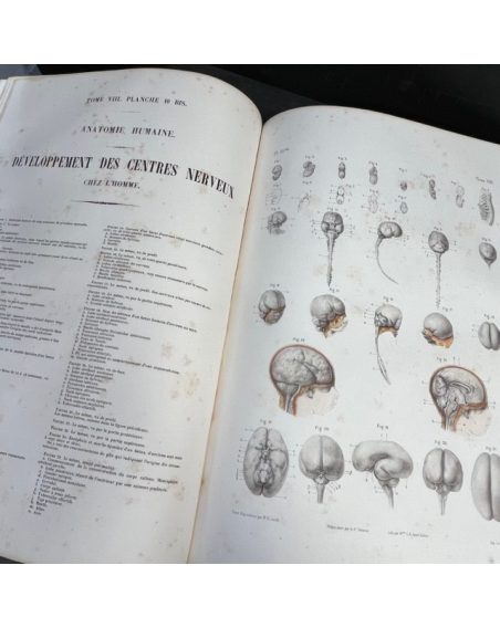 L'Anatomie de L'Homme - Tome 8: Embryogénie et son Atlas - Par le Dr Bourgery et le dessinateur Jacob - 1854