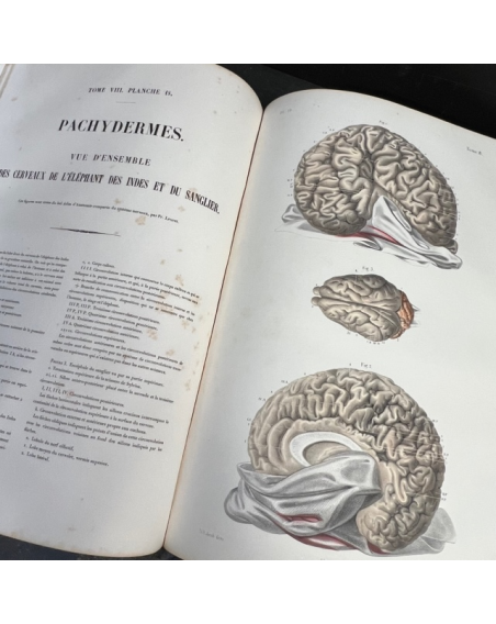 L'Anatomie de L'Homme - by Bourgery and Jacob - 1854 - Volume 8: Embryogenesis and Atlas
