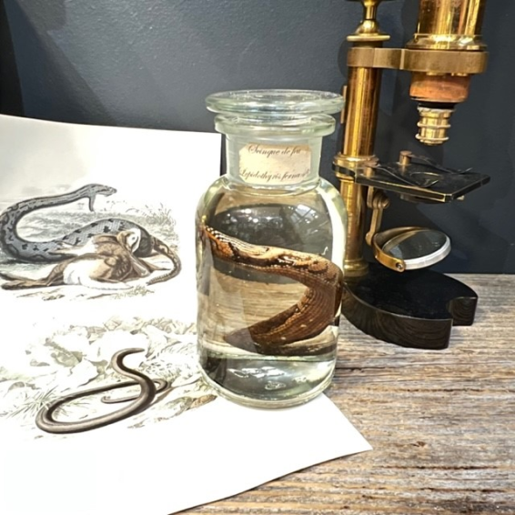 Wet specimen: Fire skink - Lepidothyris fernandi in jar