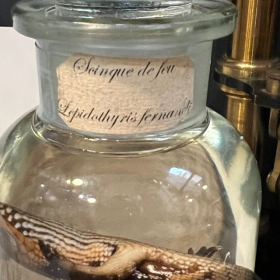 Wet specimen: Fire skink - Lepidothyris fernandi in jar