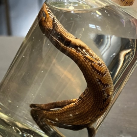 Wet specimen: Fire skink - Lepidothyris fernandi in jar