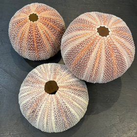 Test of sea urchin of the cold seas: Echinus esculentus