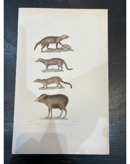 Planche - Gravure ancienne d'Histoire Naturelle (mamifères)