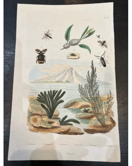 Planche - Gravure ancienne d'Histoire Naturelle - Botanique