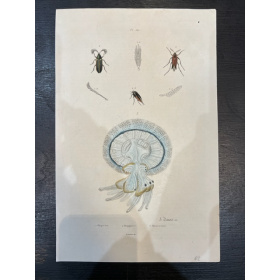 Planche d'Histoire Naturelle - Planche entomologique - Gravure ancienne - Insecte - Coléoptère