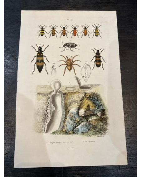 Entomological plate - Antique Natural History engraving - Insect - Beetle