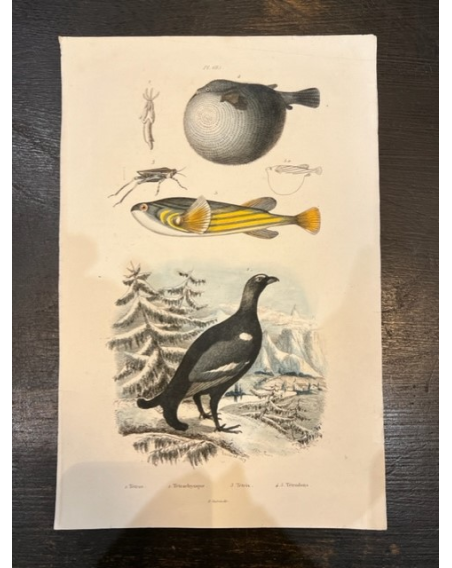 Ancient engraving - board of Natural History XIXth century - Fish