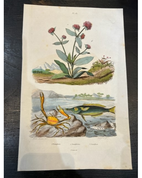 Ancient engraving - board of Natural History XIXth century - Fish