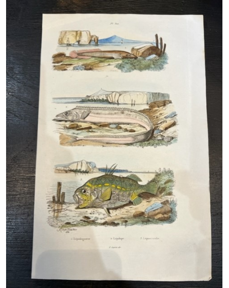 Planche - Gravure ancienne d'Histoire Naturelle (poissons / crustacés)