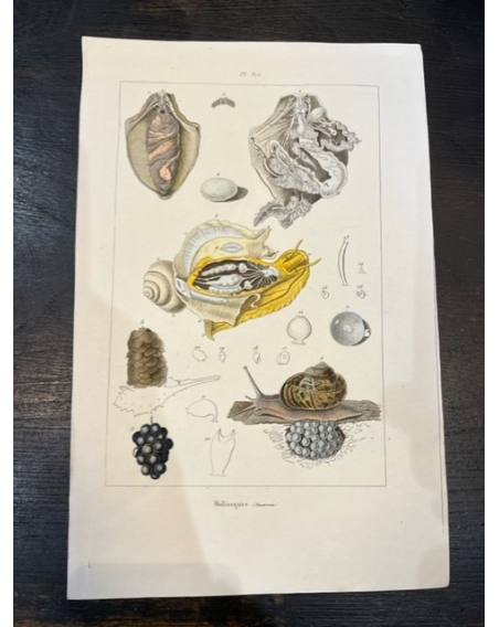 Planche - Gravure ancienne d'Histoire Naturelle (poissons / crustacés)