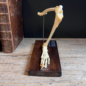 Squelette articulé de patte postérieure de lapin - Montage ancien - JEULIN - Modèle B