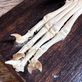 Articulated skeleton of a rabbit's foot - Antique mounting - JEULIN - Model D