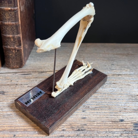 Squelette articulé de patte postérieure de lapin - Montage ancien - JEULIN - Modèle D