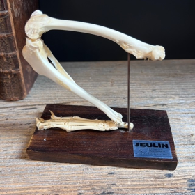 Squelette articulé de patte postérieure de lapin - Montage ancien - JEULIN - Modèle D