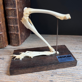 Squelette articulé de patte postérieure de lapin - Montage ancien - JEULIN - Modèle E