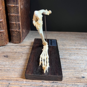 Articulated skeleton of a rabbit's foot - Antique mounting - JEULIN - Model E
