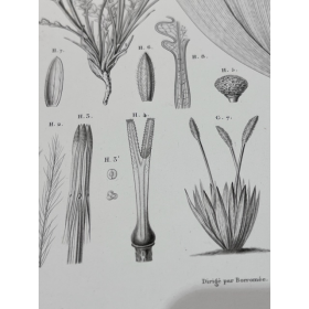 Planche de botanique peinte - Phanérogamie - Voyage au Pôle Sud sur l'Astrolabe par Dumont D'Urville - 1846