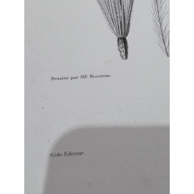 Planche de botanique peinte - Phanérogamie - Voyage au Pôle Sud sur l'Astrolabe par Dumont D'Urville - 1846