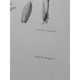 Planche de botanique peinte - Phanérogamie - Voyage au Pôle Sud sur l'Astrolabe par Dumont D'Urville - 1846