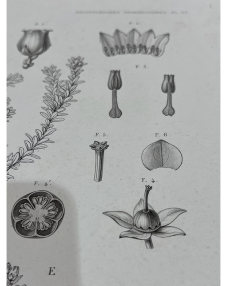Painted botanical plate - Cryptogamy - Voyage to the South Pole on the Astrolabe by Dumont D'Urville - 1846