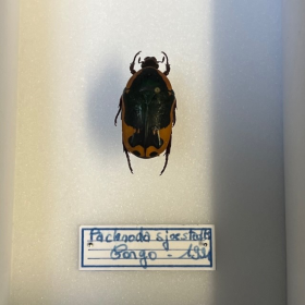 Scarabée Pachnoda sjoestedti - Boite entomologique 9x12cm