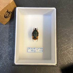 Scarabée Pachnoda sjoestedti - Boite entomologique 9x12cm
