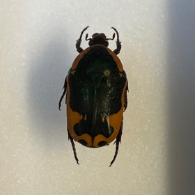 Entomological box - Scarab beetle Pachnoda sjoestedti - 9x12cm