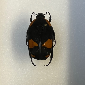 Scarabée pachnoda abyssinica - Boite entomologique 9x12cm