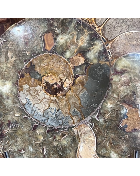 Sawn ammonite from Madagascar - Cleoniceras fern ammonite - Fossil 100 million years old - AM-T02