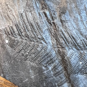Plant fossil: Fern - 300 million years old - Carboniferous of Lorraine