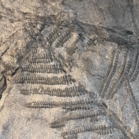 Fossile de plante: Fougère - 300 millions d'années - Carbonifère de Lorraine